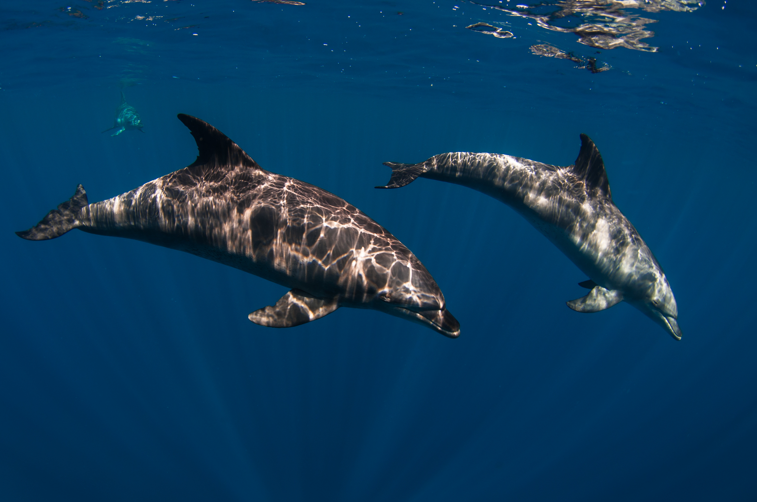 marsa shagra dolphins